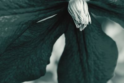 Close-up of leaf