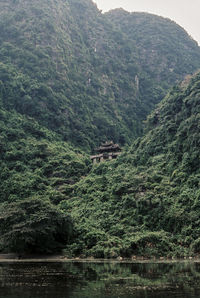 Scenic view of forest