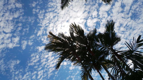 Low angle view of palm tree against cloudy sky