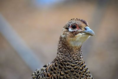 Ringneck pheasant