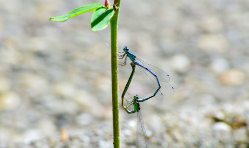 Close-up of insect on plant