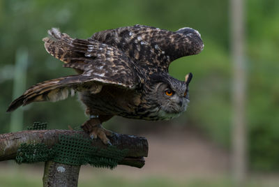 Close-up of owl perching on branch