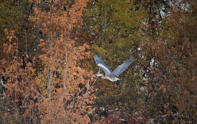 View of bird flying in the forest