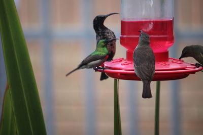 Close-up of bird perching on feeder