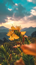 Close-up of flowering plant against sky during sunset