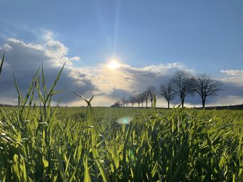 Crops growing on field against sky