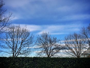 Bare trees on field against cloudy sky