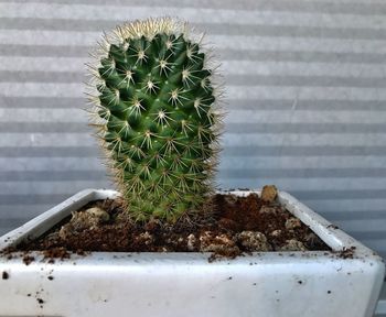 Close-up of cactus plant in pot