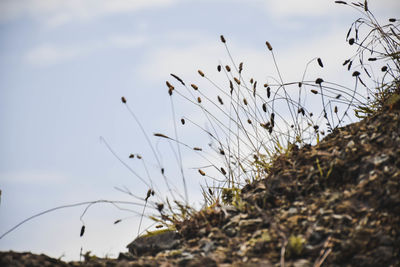 Close-up of dry grass on field against sky