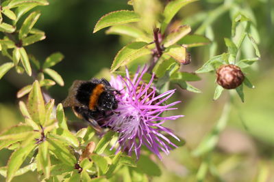 Close-up of bee pollinating on purple flower