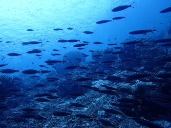 Fish swimming by coral reef in sea