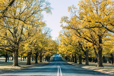 Road amidst trees during autumn