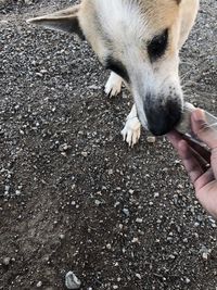 Midsection of person with dog