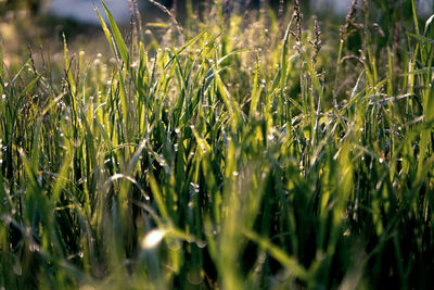 Close-up of crops growing on field