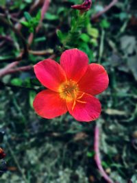 Close-up of pink flower blooming outdoors