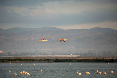 Birds flying over lake against sky