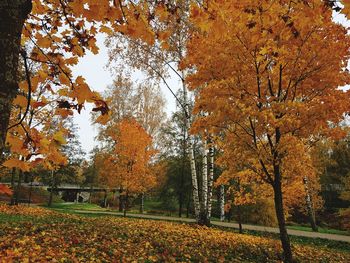 Sunlight falling on autumn leaves in park
