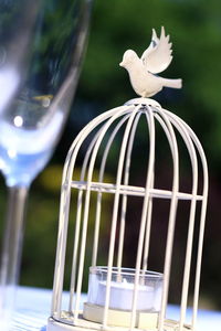 Close-up of bird in cage