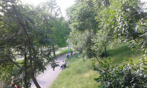 People riding bicycle on road amidst trees in forest