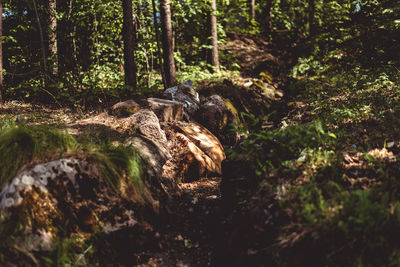 View of lizard on rock in forest