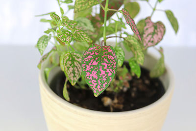 Close-up of potted plant