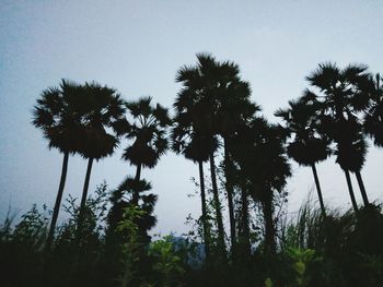 Low angle view of coconut palm trees against clear sky