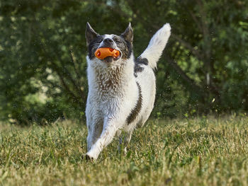 Close-up of dog standing on field