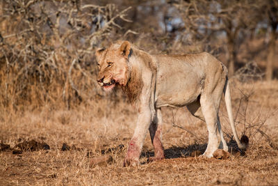 Side view of a cat on ground