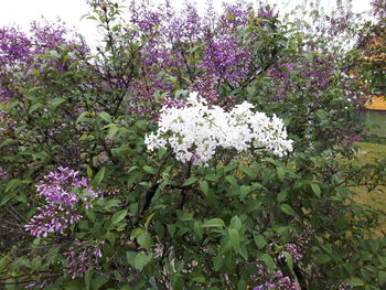 Low angle view of purple flowers