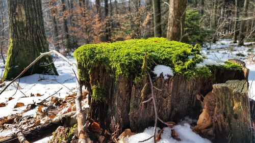 Scenic view of frozen trees in forest during winter