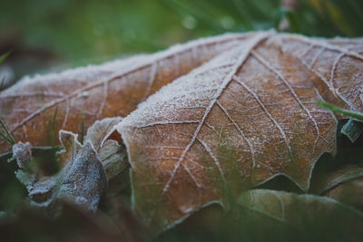 Close-up of dry leaf on plant during autumn