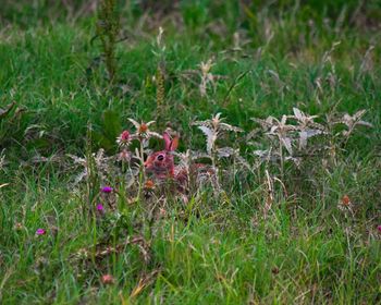 Close-up of bird on field