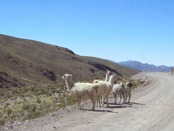 Llamas on landscape against clear blue sky