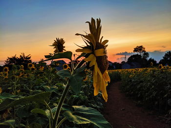 Scenic view of sunflower field against sky during sunset