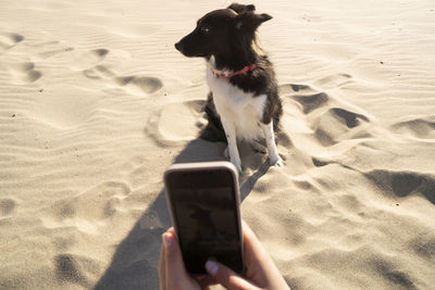 Young woman photographing pet dog through smart phone sitting on sand