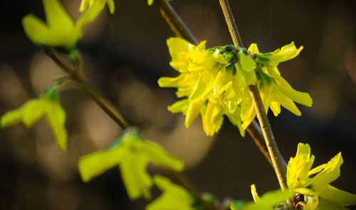 Close-up of yellow flowering plant