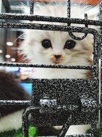 Close-up portrait of cat by indoors