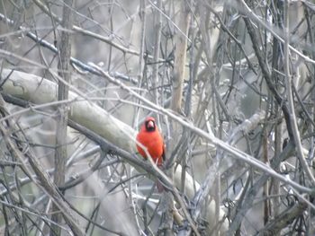 Bird perching on branch