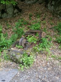 High angle view of a cat in forest