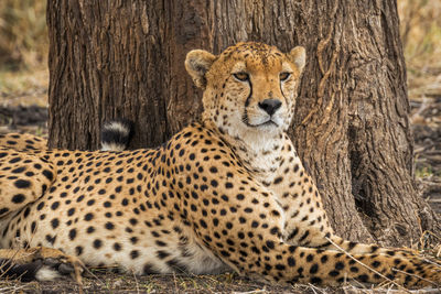 Portrait of cat on tree trunk