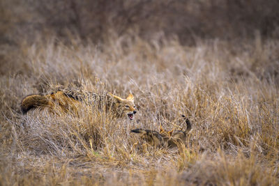 Jackals fighting on land