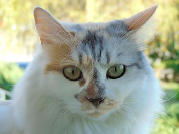 Close-up portrait of a cat