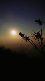 Silhouette of trees at sunset