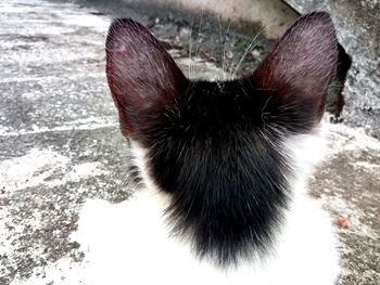 High angle view of cat