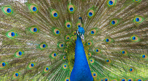 Male peacock displaying multicoloured, blue, green, gold, feathers in mating show fanned display