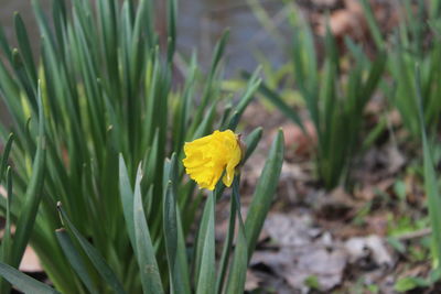 Close-up of yellow flowering plant on field