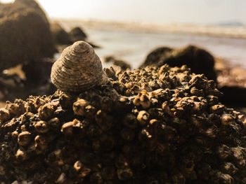 Close-up of snail on beach