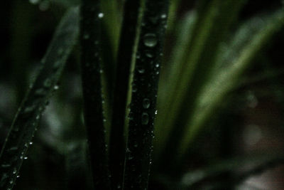 Close-up of wet spider web