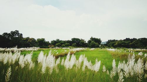 Scenic view of field by lake against sky