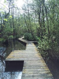 Wooden fence in forest